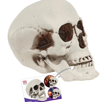 KRANIUM MED BEVÆGELIG KÆBE, 18 CM