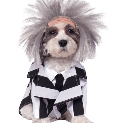 Beetlejuice-hundekostume