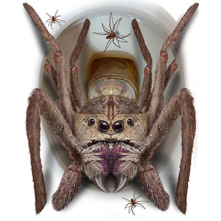 Halloween-dekoration Toilet Edderkop