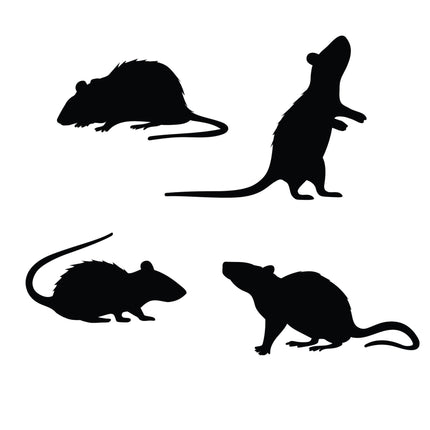 Halloween-borddekoration med rotter