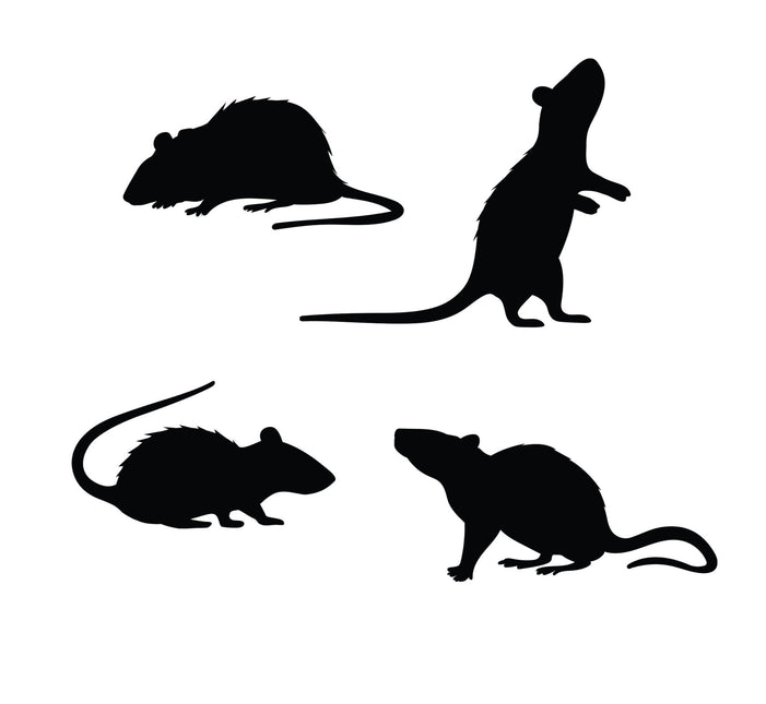 Halloween-borddekoration med rotter