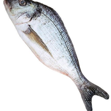 Grå falsk fisk 55 cm