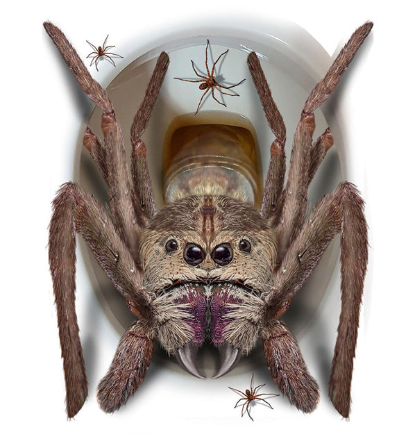 Halloween Decoratie Wc Spin van Fiestas Guirca koop je bij Partywinkel