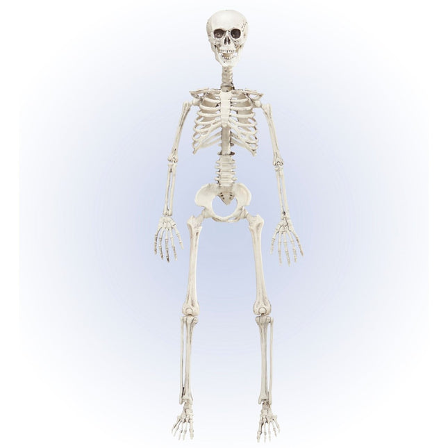 Halloween Skelet Beweegbaar 90cm van Widmann koop je bij Partywinkel