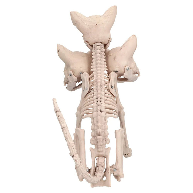 Halloween Skelet Cerberus 42cm van Boland koop je bij Partywinkel