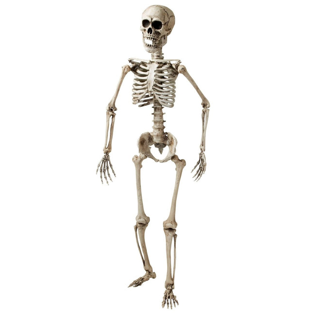 Halloween Skelet Wit 1,6m van Widmann koop je bij Partywinkel